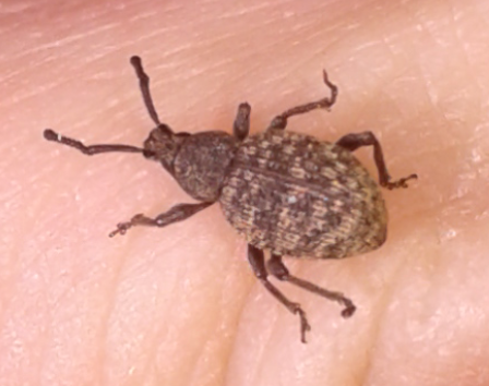 Curculionidae :Otiorhynchus  globus